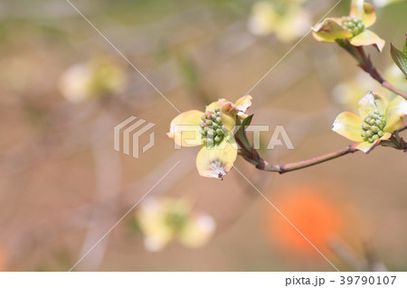 ハナミズキの花 ハナミズキの花 39790107