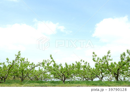 青空と新緑の柿畑 青空と新緑の柿畑 39790128