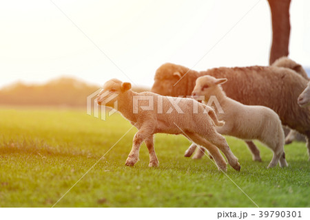 Flock of sheep and lamb running Flock of sheep and lamb running 39790301