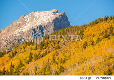 Aspen grove at autumn in Rocky Mountains 39790669