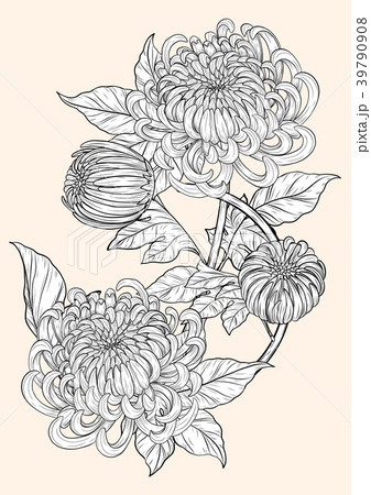 Chrysanthemum vector on brown background. 39790908