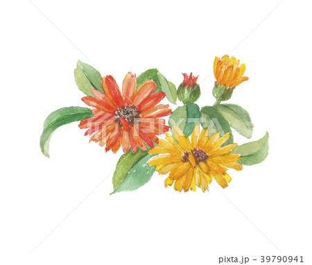 Town calendula - Stock Illustration [39790941] - PIXTA