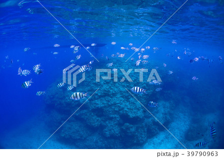 沖縄の海 39790963