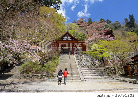 奈良県桜井市の談山神社の十三重塔と儀式殿と桜 奈良県桜井市の談山神社の十三重塔と儀式殿と桜 39791303