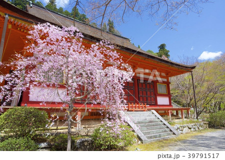 奈良県桜井市の談山神社の神廟拝所と桜 奈良県桜井市の談山神社の神廟拝所と桜 39791517