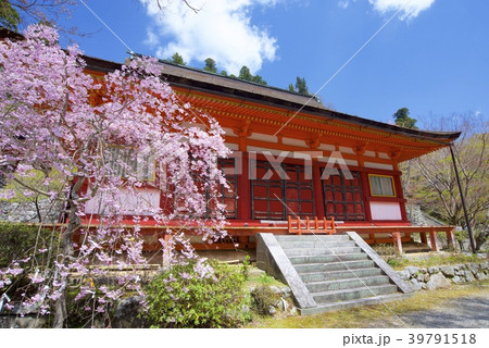 奈良県桜井市の談山神社の神廟拝所と桜 奈良県桜井市の談山神社の神廟拝所と桜 39791518