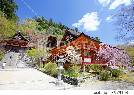 奈良県桜井市の談山神社の儀式殿と神廟拝所と十三重塔と桜 奈良県桜井市の談山神社の儀式殿と神廟拝所と十三重塔と桜 39791645
