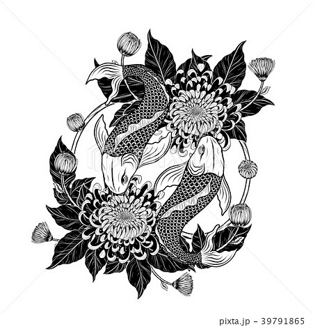 Koi Fish And Chrysanthemum Tattoo By Hand Drawing のイラスト素材