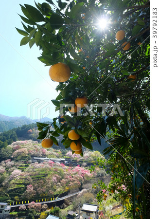 花桃と蜜柑の木 花桃と蜜柑の木 39792183