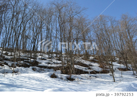 新春の弘前郊外の森林 39792253