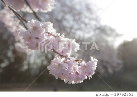 八重桜 39792353