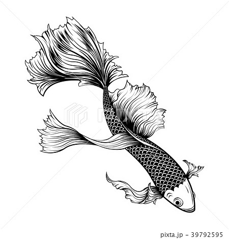 Koi Fish Vector By Hand Drawing のイラスト素材