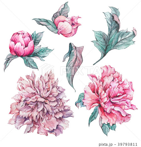 Set of vintage watercolor flowers peonies 39793811