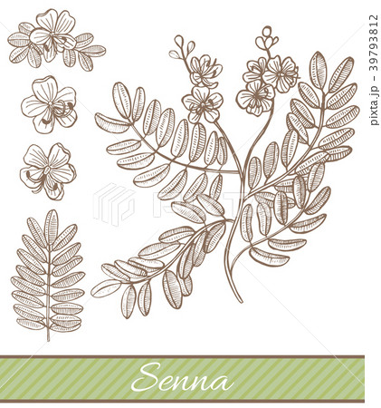 Senna in Hand Drawn Style 39793812