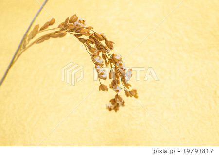 稲穂　稲穂咲く　料理飾り　もみがみ砂子振の金色和紙バック 39793817