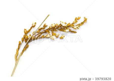 稲穂　稲穂咲く　料理飾り 39793820