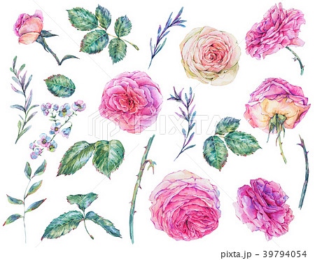 Set of vintage watercolor roses Set of vintage watercolor roses 39794054