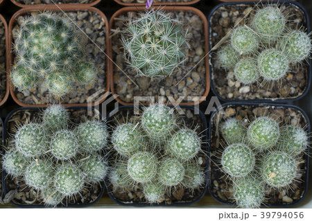 cactus on plant pot cactus on plant pot 39794056