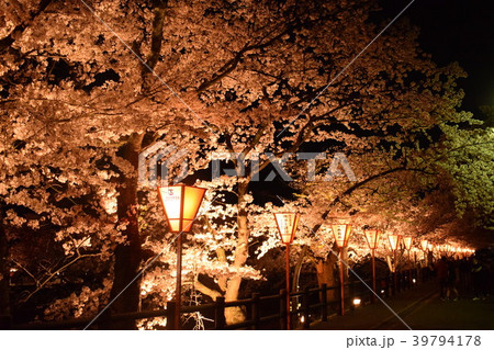 夜桜 39794178