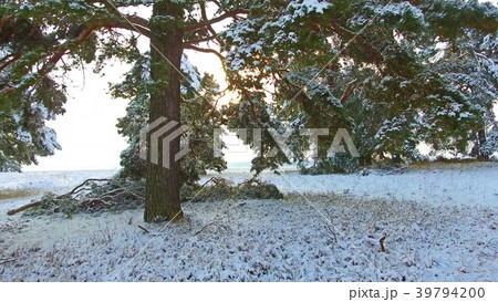 Winter Pine Forest with Snowy Christmas Trees Winter Pine Forest with Snowy Christmas Trees 39794200