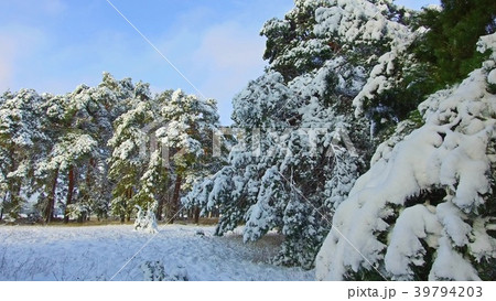 Camera moves among snow-covered trees during 39794203