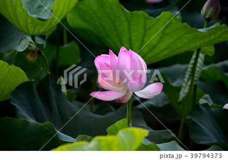 植物 工場 プランツ 39794373