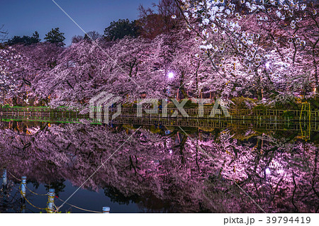 井の頭恩賜公園 井の頭公園 の夜桜の写真素材