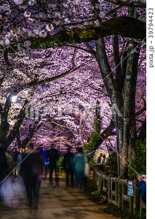 井の頭恩賜公園 井の頭公園 の夜桜の写真素材 39794423 Pixta