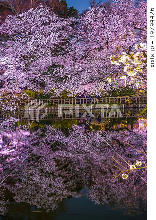 井の頭恩賜公園 井の頭公園 の夜桜の写真素材