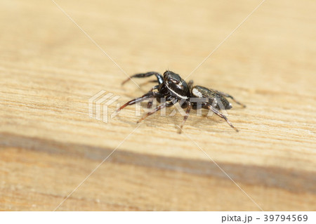 生き物 蜘蛛 イナズマハエトリ オスです 名前はメスの模様から オスは艶のある黒っぽい姿ですの写真素材