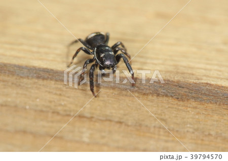 生き物　蜘蛛　イナズマハエトリ、オスです。長めの頭胸部に少し飛び出した主眼。大きさは五ミリほど 39794570