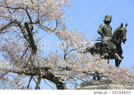 伊達政宗騎馬像と桜の写真素材
