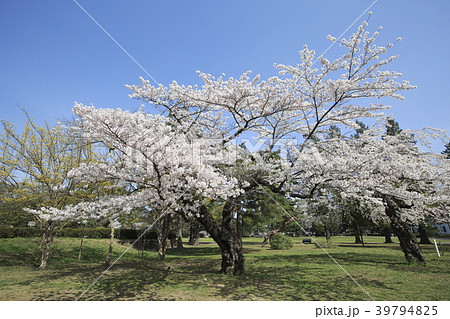 仙台の花見の名所 榴岡公園の桜の写真素材