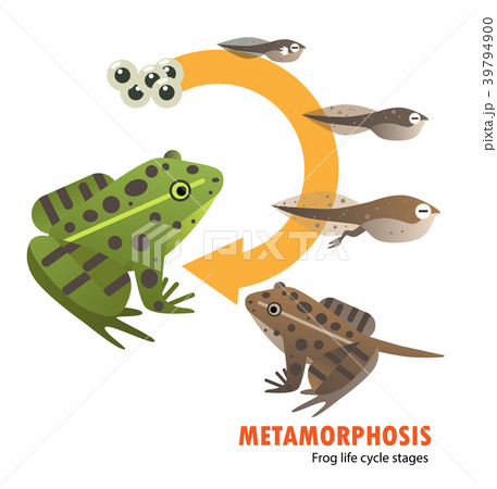 frog life cycle metamorphosis 39794900