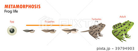 frog life cycle metamorphosis 39794903