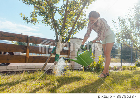 Woman in her garden watering fruit tree 39795237