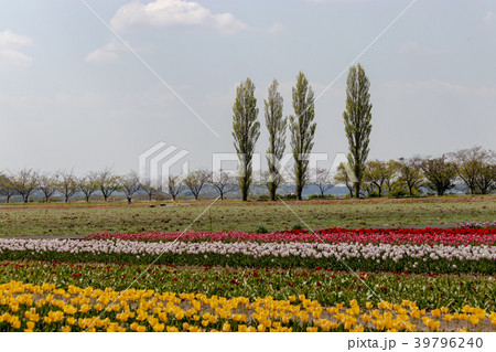 千葉県佐倉市にある、ふるさと広場のチューリップ 39796240