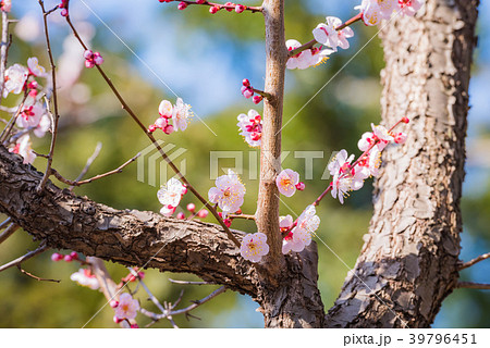 梅の花 梅 淡いピンクの花 ピンク 初春の花 淡いピンク 日本の花 満開 春の訪れ の写真素材