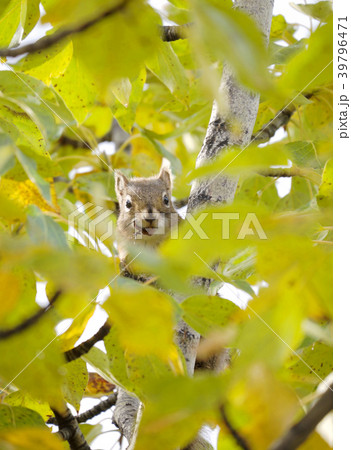 リス、デナリ国立公園、アラスカ リス、デナリ国立公園、アラスカ 39796471