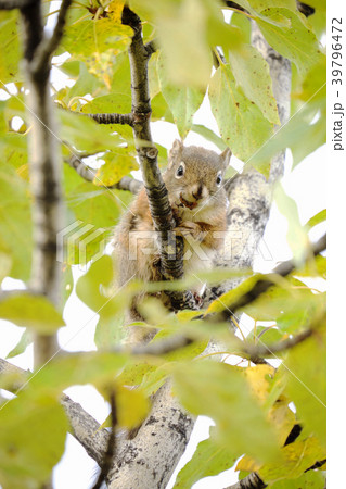 リス、デナリ国立公園、アラスカ リス、デナリ国立公園、アラスカ 39796472