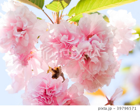 ヤエザクラ 39796571