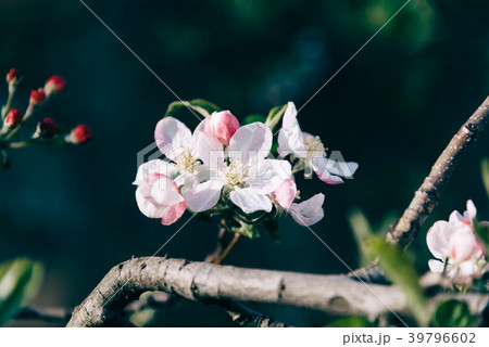 Close up of bunch of tree flowers in garden 39796602