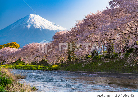 《静岡県》富士山・桜の名所龍巌淵 39796645