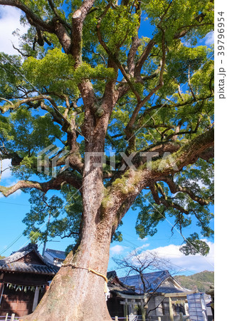 尾道市 艮神社の大楠 39796954