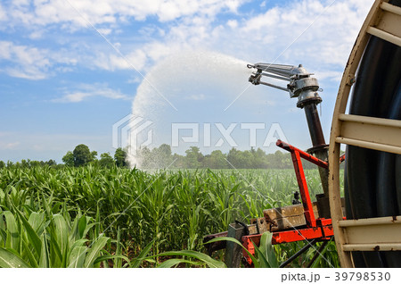 Water sprinkler installation in a field of corn. Water sprinkler installation in a field of corn. 39798530