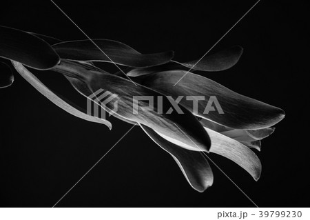 Plant in black and white Plant in black and white 39799230