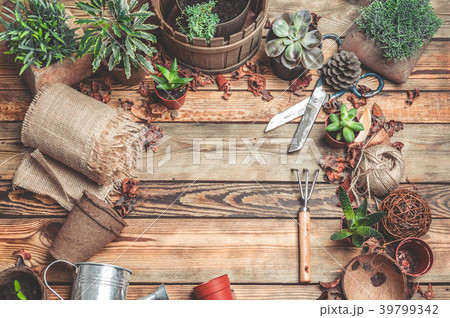 Workplace of the florist. Succulents and 39799342