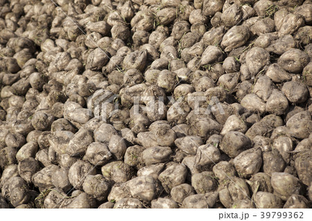 ビート　収穫 39799362