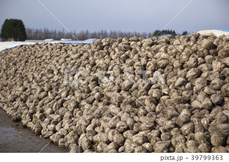ビート 収穫 ビート 収穫 39799363