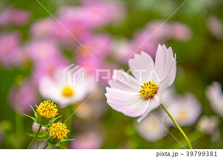 となみ夢の平コスモスウォッチング となみ夢の平コスモスウォッチング 39799381